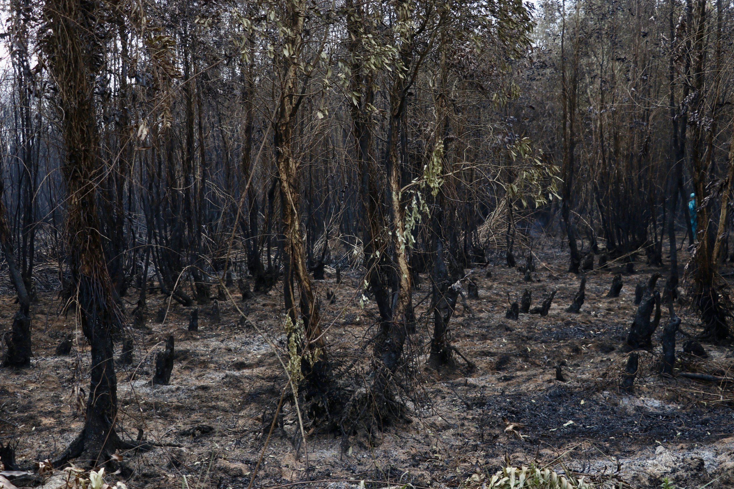 Cháy 40ha rừng: Chủ tịch Cà Mau chỉ đạo điều tra nguyên nhân